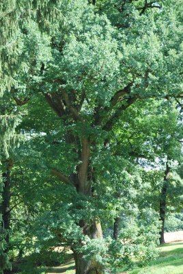 Quercus robur - dub letní - léto (1)